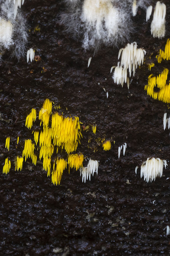 Mucronella I thought this one was interesting because either there are two species growing side by side or this one is oddly bi-colored. <br />
It comes with a story too.... So, I had to work for a few hours this afternoon but I wanted to spend the morning out. I went to a suburban park nearby to my office. As I was all hunched down framing this shot, two power-walking soccer mom types came around the bend and saw me there. Now I had an umbrella up, because it had started to rain a bit, was squatting down, and wearing my old ratty rainbow striped gloves because they are fingerless, but still warm and I don&#039;t care if people think I&#039;m gay or not and was wearing a messenger bag, so they probably couldn&#039;t see my front much.... I can only surmise what they thought I was doing... but I heard one go woooooooo.. as soon as they got around the next bend.... Why do I somehow think that on Nextdoor somewhere or in some suburban police report there&#039;s a now a story about the crazy, homeless, lesbian taking a poo in the park..  Fall,Geotagged,Mucronella pulchra,United States