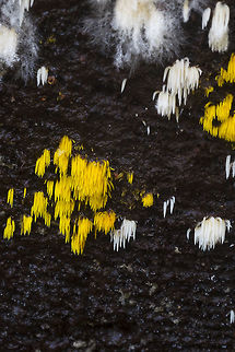 Mucronella I thought this one was interesting because either there are two species growing side by side or this one is oddly bi-colored. 
It comes with a story too.... So, I had to work for a few hours this afternoon but I wanted to spend the morning out. I went to a suburban park nearby to my office. As I was all hunched down framing this shot, two power-walking soccer mom types came around the bend and saw me there. Now I had an umbrella up, because it had started to rain a bit, was squatting down, and wearing my old ratty rainbow striped gloves because they are fingerless, but still warm and I don't care if people think I'm gay or not and was wearing a messenger bag, so they probably couldn't see my front much.... I can only surmise what they thought I was doing... but I heard one go woooooooo.. as soon as they got around the next bend.... Why do I somehow think that on Nextdoor somewhere or in some suburban police report there's a now a story about the crazy, homeless, lesbian taking a poo in the park..  Fall,Geotagged,Mucronella pulchra,United States