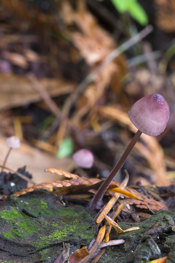 red Mycena Not quite sure what these are yet - they did *not* bleed, I tried crushing several. Plain white gills - no colored gill edges Fall,Geotagged,United States