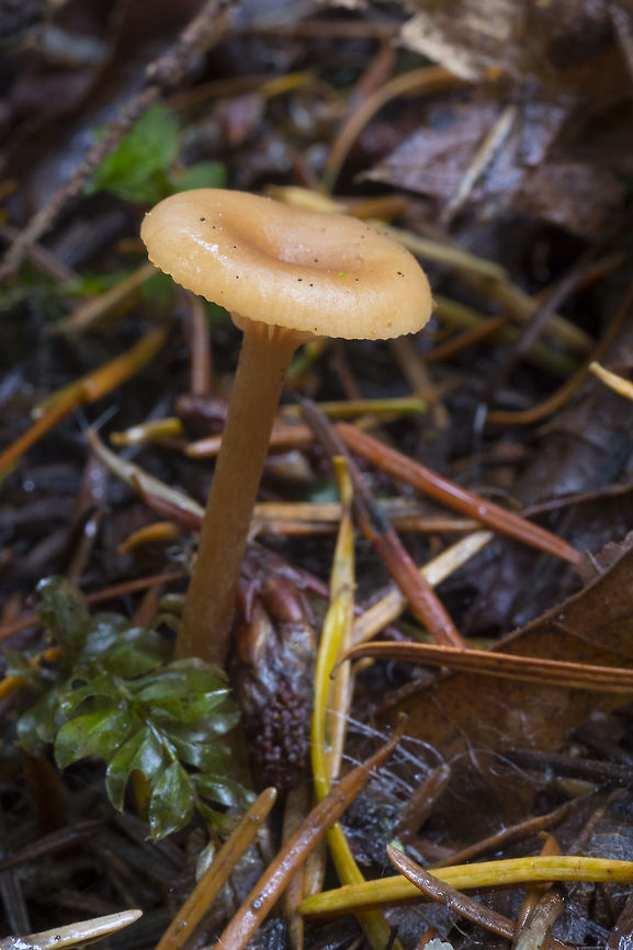 Gliophorus laetus  Fall,Geotagged,Gliophorus laetus,United States