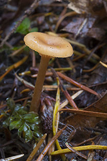 Gliophorus laetus  Fall,Geotagged,Gliophorus laetus,United States