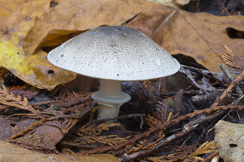 Agaricus deardorffensis  Agaricus deardorffensis,Fall,Geotagged,United States