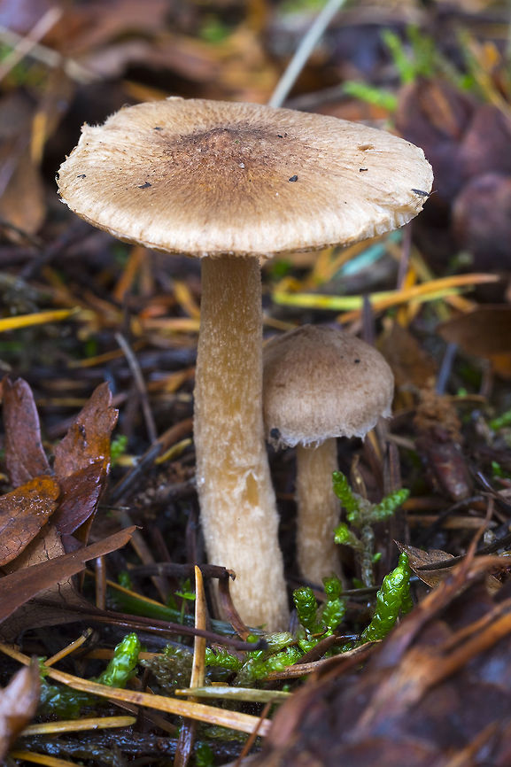 Lacrymaria velutina  Fall,Geotagged,Lacrymaria velutina,United States