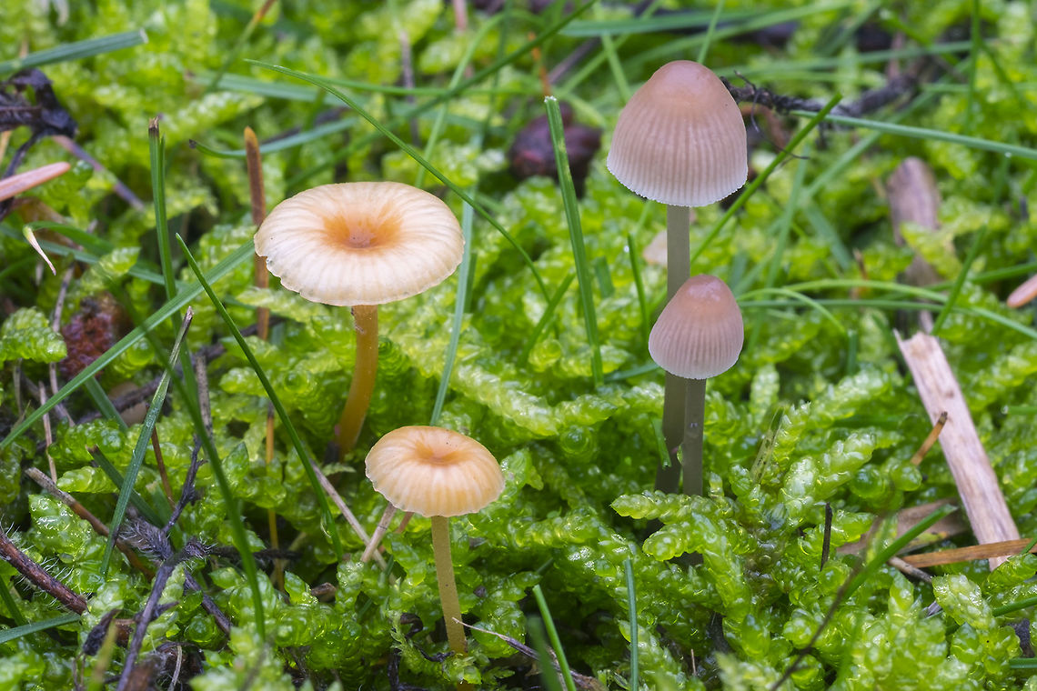 Rickenella fibula - left not sure about their wee companions Fall,Geotagged,Orange Mosscap,Rickenella fibula,United States