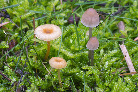Rickenella fibula - left not sure about their wee companions Fall,Geotagged,Orange Mosscap,Rickenella fibula,United States