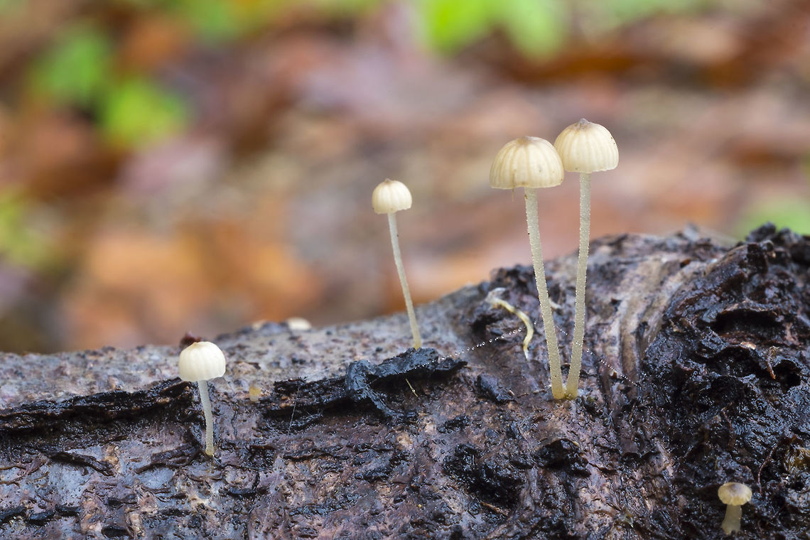Phloeomana speirea  Fall,Geotagged,Phloeomana speirea,United States