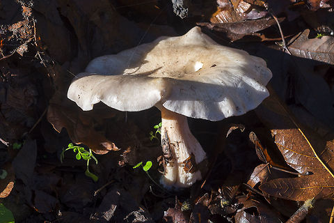 poplar knight  Fall,Geotagged,Tricholoma populinum,United States
