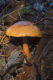Viscid orange mushroom  Fall,Geotagged,United States