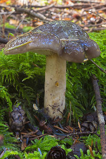 possible Zeller's Russula  Fall,Geotagged,United States