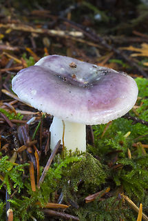 Fragrant Russula this mushroom smelled like candy! It was quite strong too.  Fall,Geotagged,Russula fragilis,United States