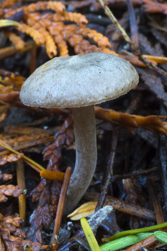 small mushroom with a small sharp umbo I'm not sure of the color.. they appeared to be dark gray, almost black in the field, but looking at the photos it looks like it may be brown, with a moldy film. Fall,Geotagged,United States