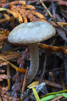 small mushroom with a small sharp umbo I'm not sure of the color.. they appeared to be dark gray, almost black in the field, but looking at the photos it looks like it may be brown, with a moldy film. Fall,Geotagged,United States