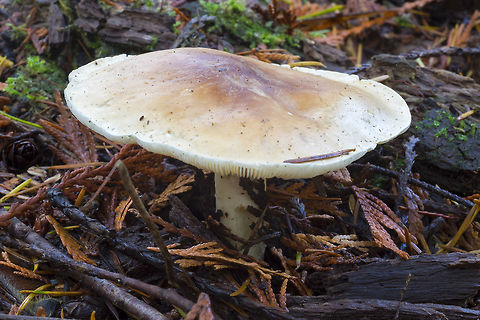 Tricholoma sp.  Fall,Geotagged,United States