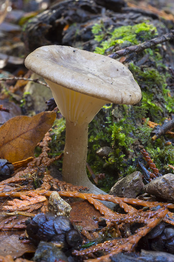 Ampulloclitocybe clavipes Though described as smelling fruity or like grape, this mushroom didn&#039;t smell particularly good... it was more like the smell of old latex gloves...  Ampulloclitocybe clavipes,Club-footed clitocybe,Fall,Geotagged,United States