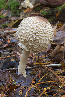 Young shaggy parasol mushroom lolly :p  Chlorophyllum olivieri,Fall,Geotagged,Shaggy parasol,United States