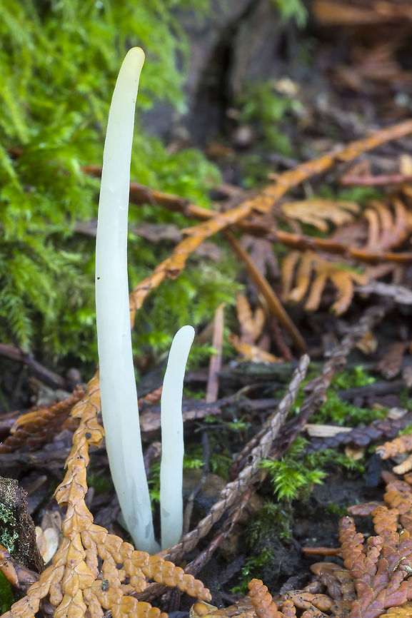 Fairy fingers  Clavaria fragilis,Fairy fingers,Fall,Geotagged,United States