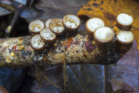 Bird's nest group  Crucibulum laeve,Fall,Geotagged,United States