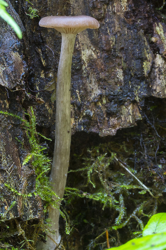 goblet funnel cap rare Fall,Geotagged,Pseudoclitocybe cyathiformis,United States