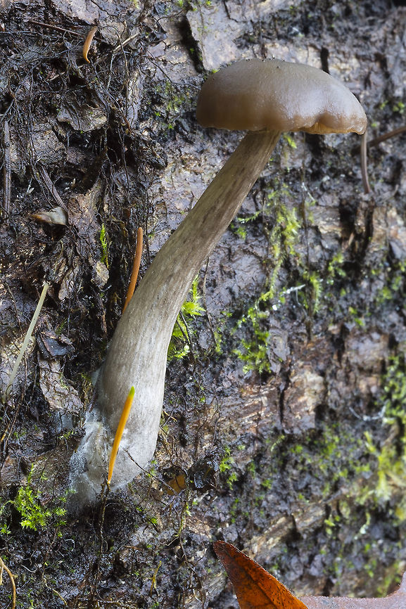 goblet funnel cap  Fall,Geotagged,Pseudoclitocybe cyathiformis,United States