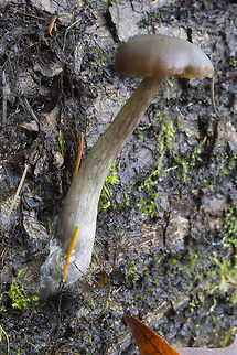 goblet funnel cap  Fall,Geotagged,Pseudoclitocybe cyathiformis,United States