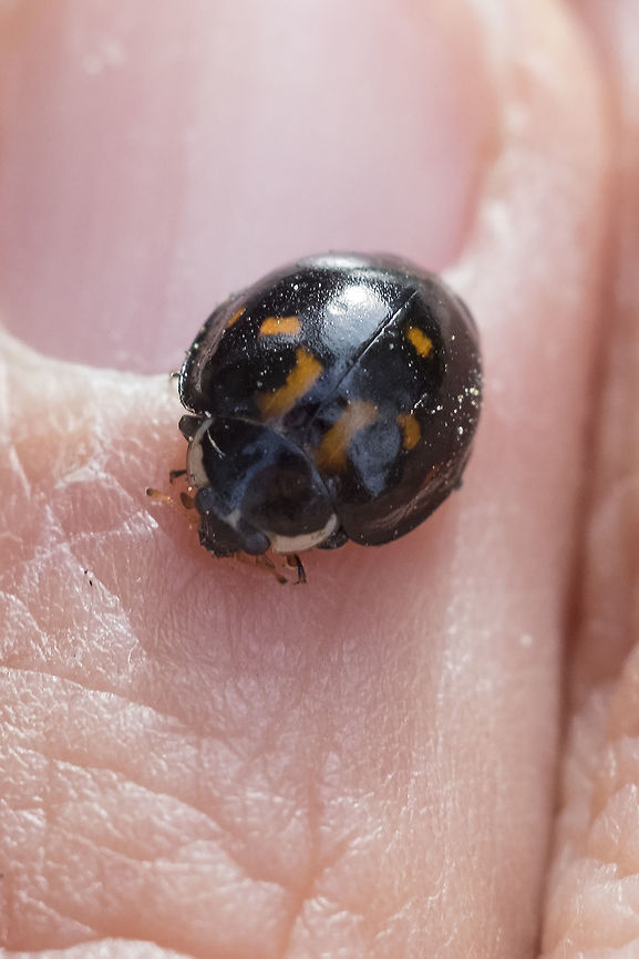 Asian ladybug - unusual very dark form  Harlequin Ladybird,Harmonia axyridis