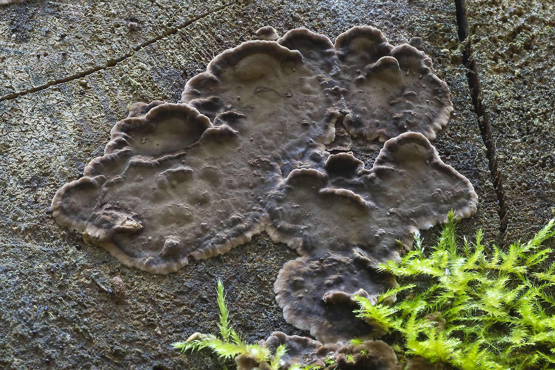 Veluticeps fimbriata  Fall,Geotagged,United States,Veluticeps fimbriata