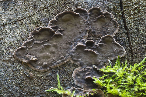 Veluticeps fimbriata