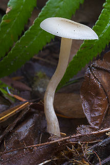 White waxy cap  Cuphophyllus virgineus,Fall,Geotagged,United States