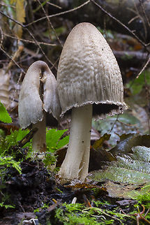 common ink cap  Common ink cap,Coprinopsis atramentaria,Fall,Geotagged,United States