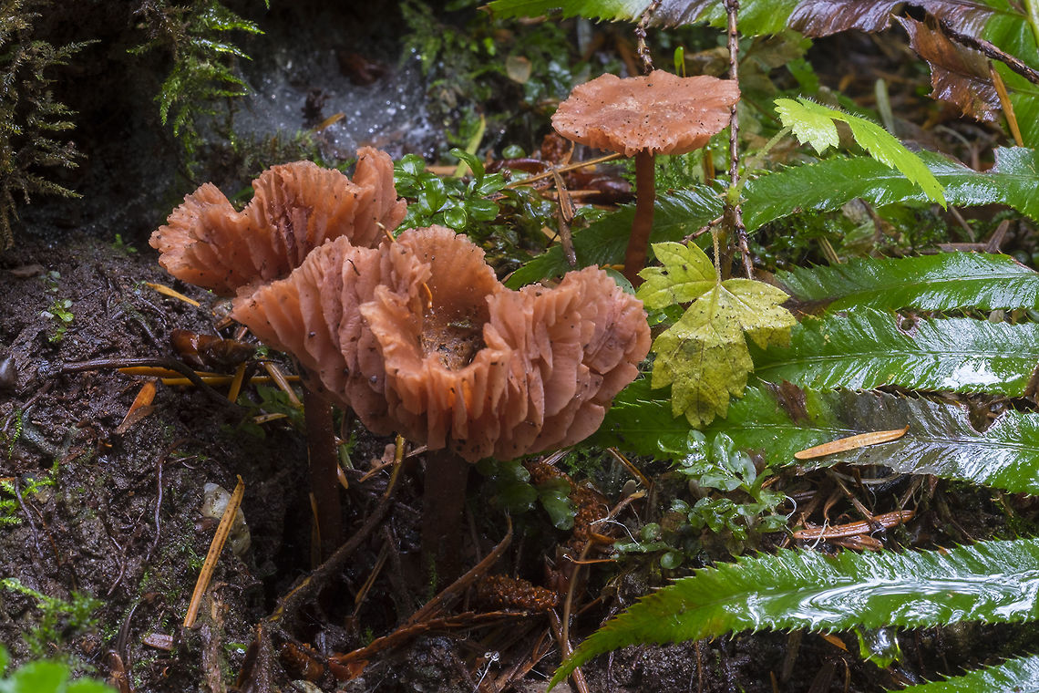 Orange waxy mushrooms  Fall,Geotagged,United States