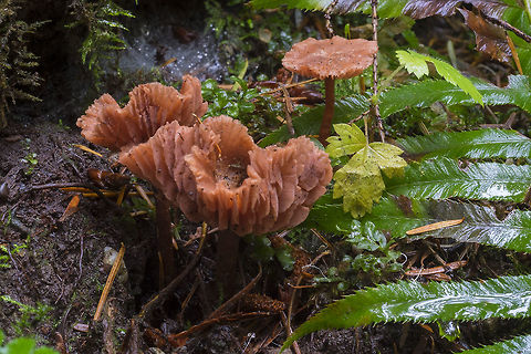 Orange waxy mushrooms  Fall,Geotagged,United States