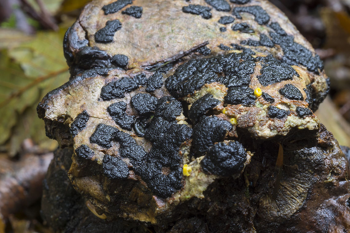 Nemania serpens var hydnicola grows on rotting polypores Fall,Geotagged,Nemania serpens var. serpens,United States