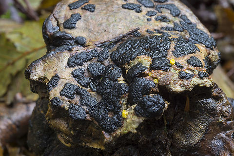 Nemania serpens var hydnicola grows on rotting polypores Fall,Geotagged,Nemania serpens var. serpens,United States