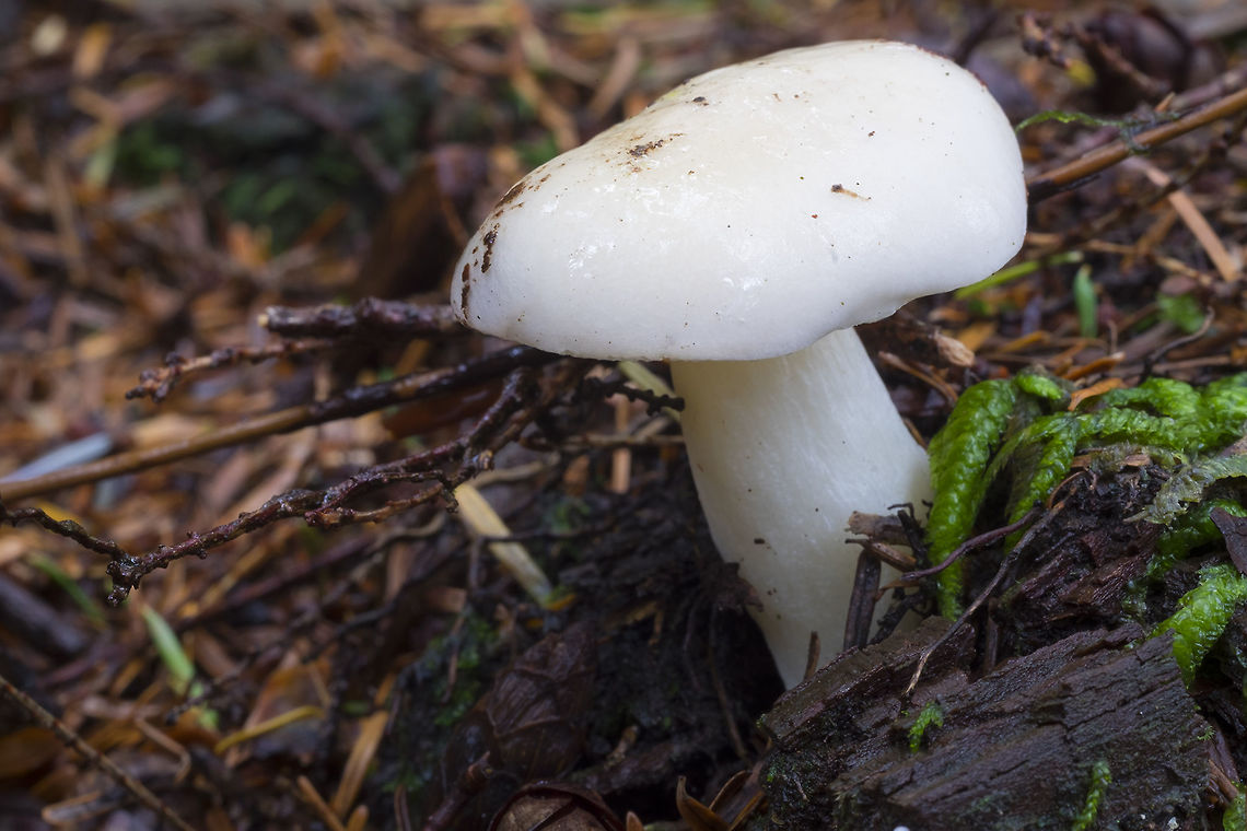 sturdy white waxy cap  Fall,Geotagged,United States