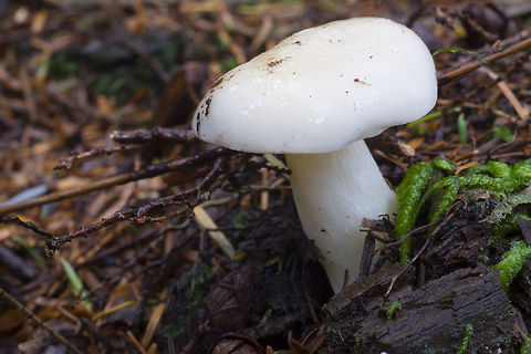 sturdy white waxy cap  Fall,Geotagged,United States