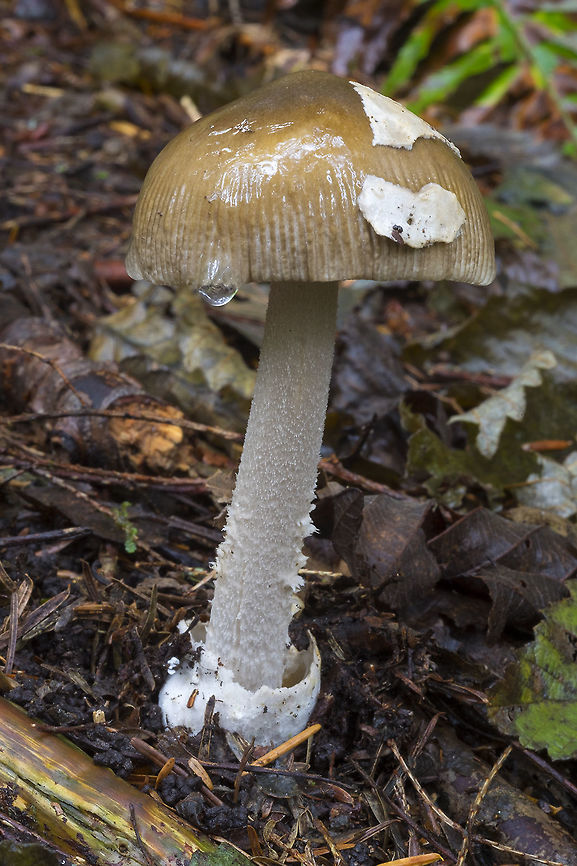 Amanita constricta  Amanita constricta,Fall,Geotagged,United States