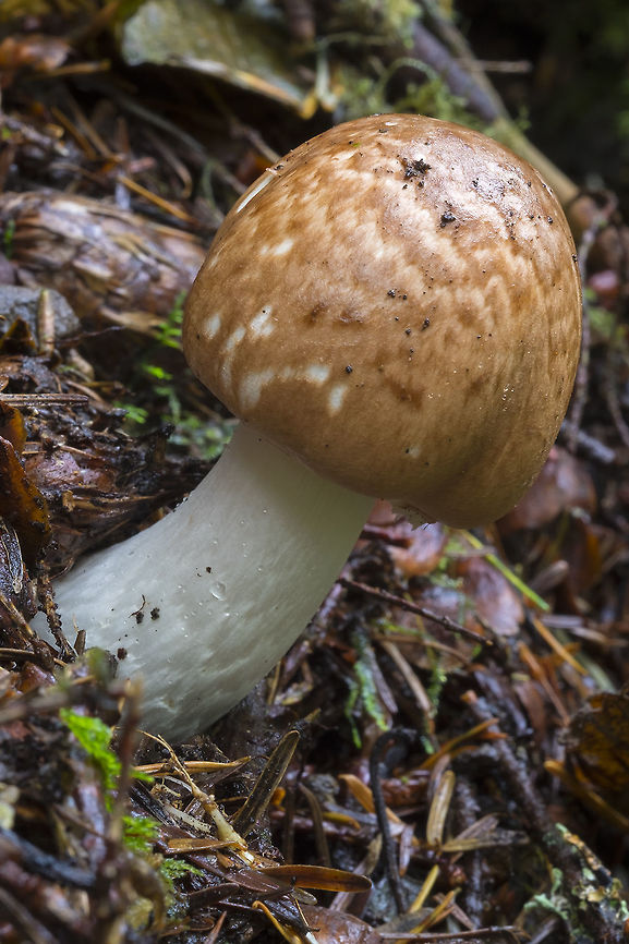 Brown scaly mushroom  Fall,Geotagged,United States