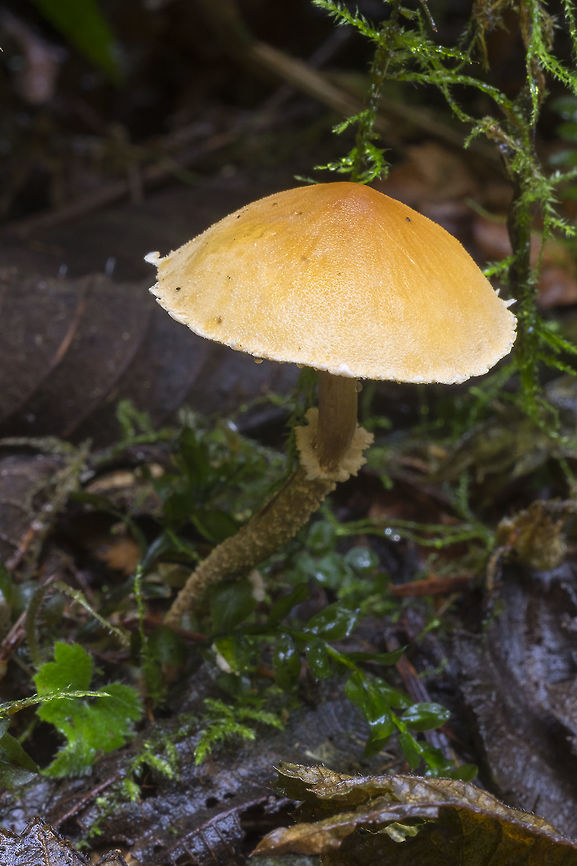 saffron powder-cap  Cystoderma amianthinum,Fall,Geotagged,Saffron parasol,United States