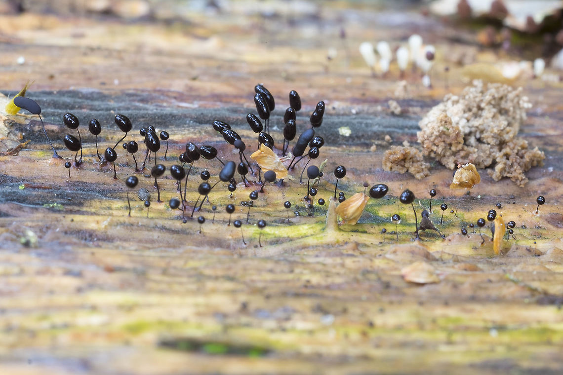 Comatricha nigra  Comatricha nigra,Fall,Geotagged,United States