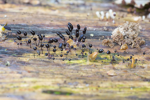 Comatricha nigra  Comatricha nigra,Fall,Geotagged,United States