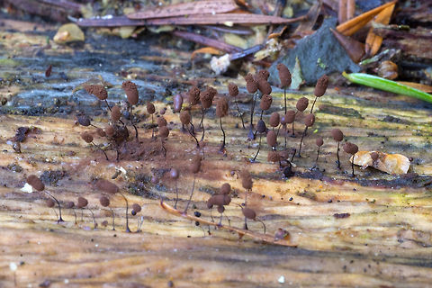 Comatricha nigra  Comatricha nigra,Fall,Geotagged,United States