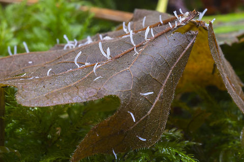 Typhula sp.  Fall,Geotagged,Typhula setipes,United States