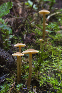 Tall buff mushrooms  Fall,Geotagged,United States