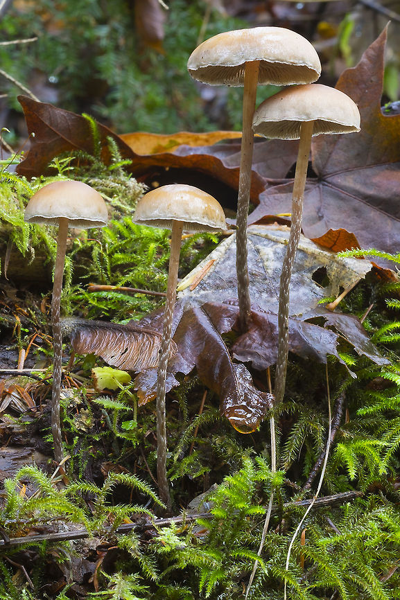 Tall cream mushrooms with long slender stems  Fall,Geotagged,Hypholoma dispersum,United States