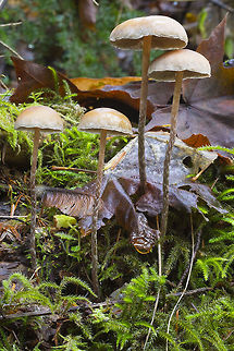 Tall cream mushrooms with long slender stems Fall,Geotagged,Hypholoma dispersum,United States