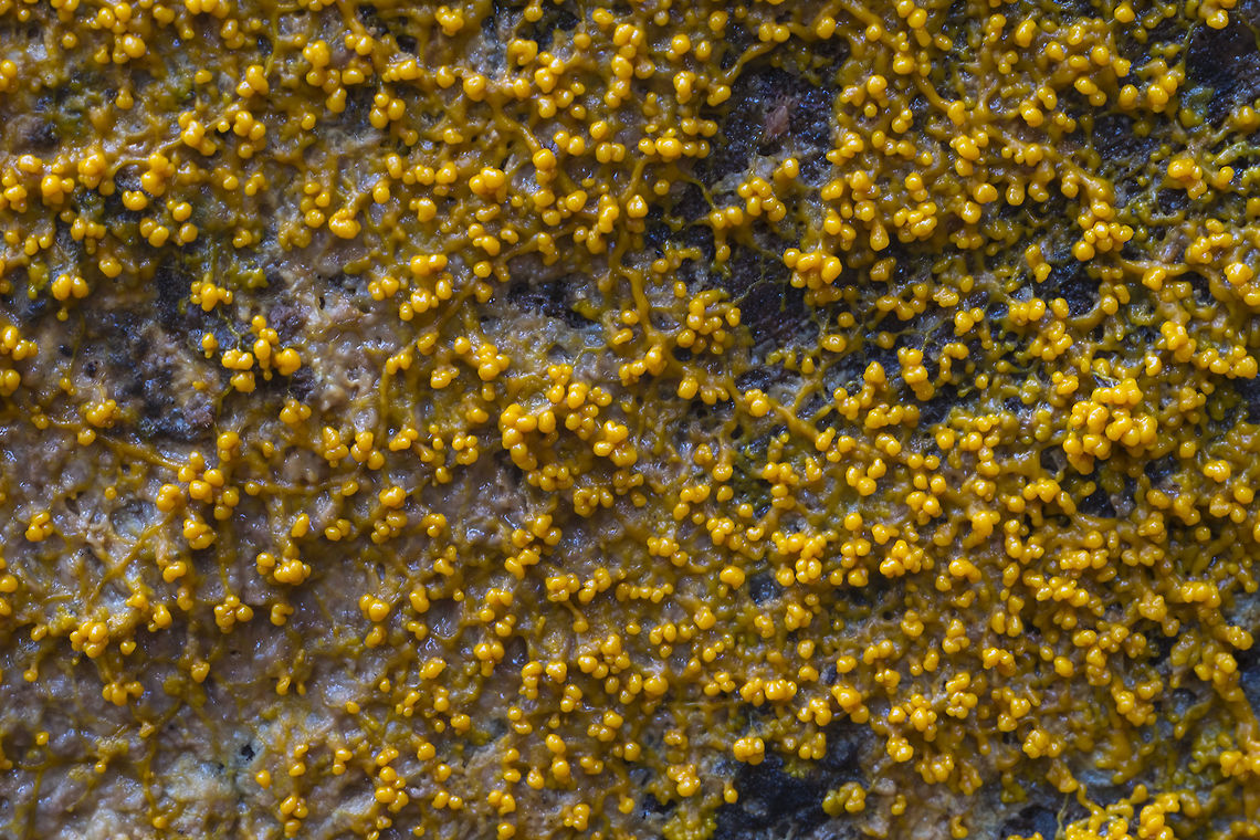 Many headed slime  Fall,Geotagged,Many-headed slime,Physarum polycephalum,United States