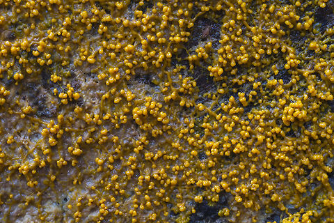 Many headed slime  Fall,Geotagged,Many-headed slime,Physarum polycephalum,United States