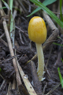 Bolbitius titubans  Bolbitius titubans,Fall,Geotagged,United States