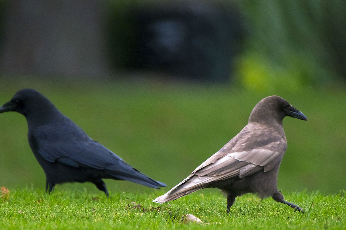 Caramel Crow he&#039;s even got a name (given by a crow researcher)- wait for it... Ferdinand ;p<br />
<a href="https://corvidresearch.blog/tag/leucistic-crow/" rel="nofollow">https://corvidresearch.blog/tag/leucistic-crow/</a> <br />
She&#039;s asked that his exact location be protected, so I&#039;ll just tag this one USA<br />
<br />
Brown crows are uncommon, certainly less common than partially leusistic ones, and science is actually unsure of what causes this coloration. The non-conformity does not appear to affect their situation in crow society - unlike albino crows, who tend to be rejected, they mate and raise young normally. It would also seem to not be a dominant trait, as known offspring of caramel crows have been seen to be normally colored. Corvus caurinus,FoundFerdinand,Northwestern crow