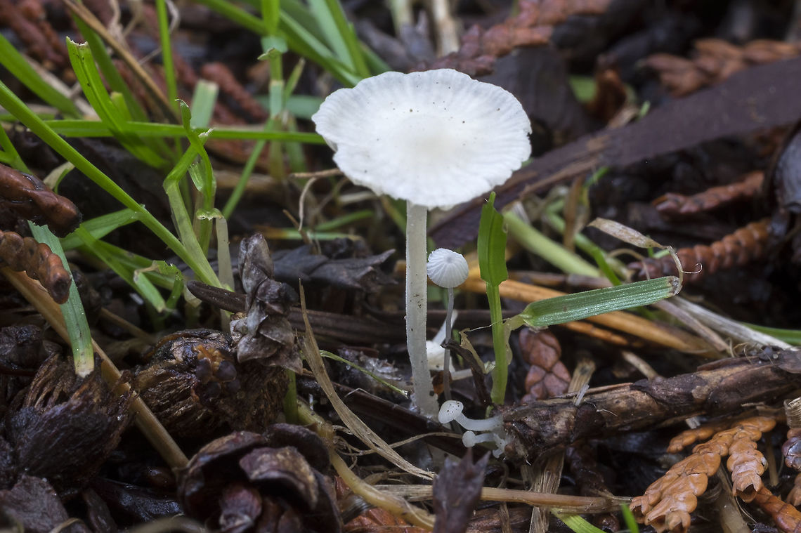 milky bonnet  Fall,Geotagged,United States,hemimycena lactea,milky bonnet